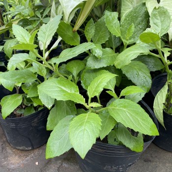 Cây bầu đất - Món rau ngon, vị thuốc quý