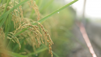 Dẻo thơm gạo nếp Thầu Dầu Phú Bình