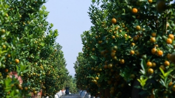 Các “thủ phủ” quất trên cả nước hối hả vào vụ Tết