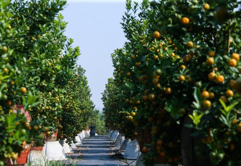 Quất Tứ Liên bắt đầu ngả vàng.