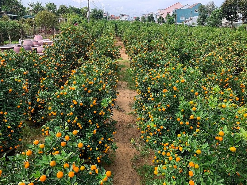 Sản lượng của quất cảnh Cẩm Hà năm nay tăng hơn 20% so với năm ngoái.