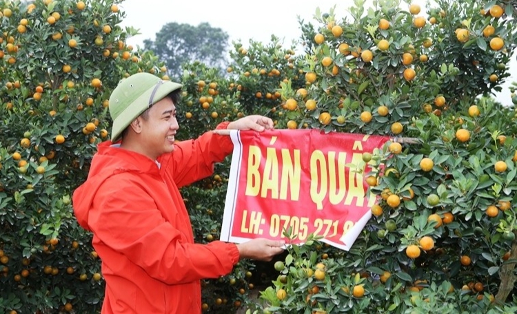 nhiều nhà vườn đã bắt đầu treo biển bán quất...