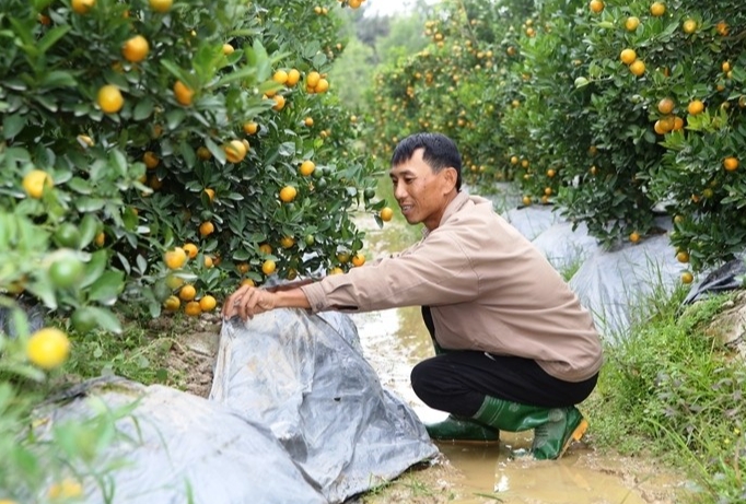 huyện Triệu Sơn được mệnh danh là thủ phủ của quất cảnh trên đất Thanh Hóa.