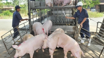 Giá heo hơi hôm nay ngày 7/1/2024: Cao nhất 52.000 đồng/kg