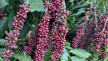 Giá nông sản hôm nay 7/1: Hồ tiêu tăng mạnh, cà phê có xu hướng giảm