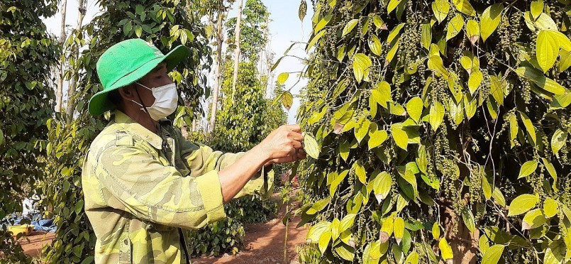 Sản lượng hồ tiêu toàn cầu vụ 2024 ước tính cũng sẽ giảm. Sản lượng hồ tiêu toàn cầu vụ 2024 ước tính cũng sẽ giảm.