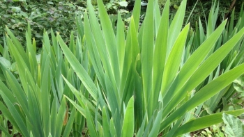 Cây rẻ quạt - Bí quyết chữa bệnh từ thiên nhiên