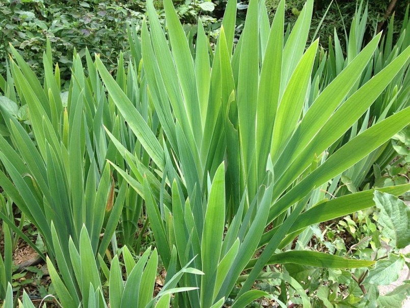 Cây rẻ quạt - Bí quyết chữa bệnh từ thiên nhiên