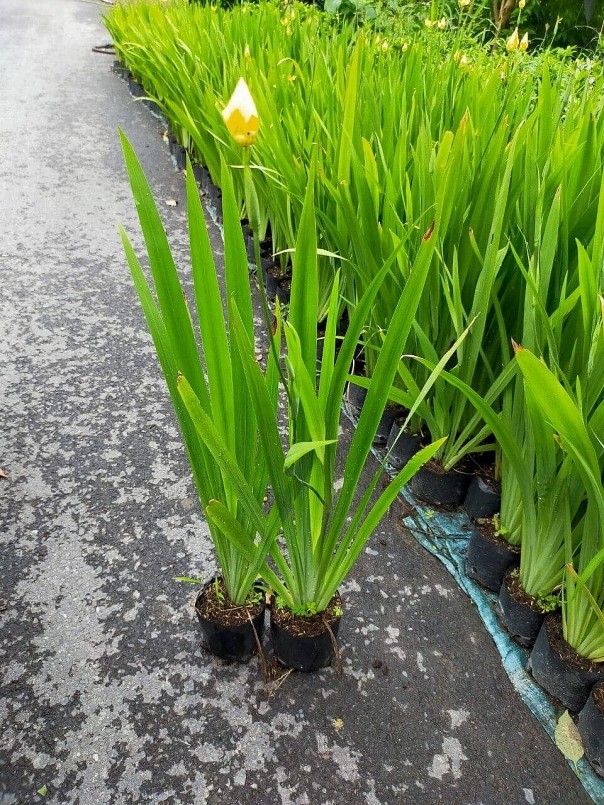 Cây rẻ quạt - Bí quyết chữa bệnh từ thiên nhiên