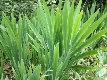 Cây rẻ quạt - Bí quyết chữa bệnh từ thiên nhiên