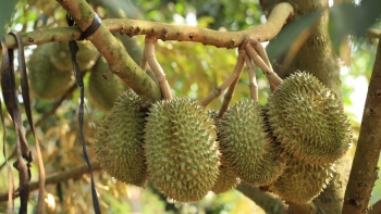 Nông nghiệp năm 2024: Chuyển từ chuỗi cung ứng nông sản sang phát triển các chuỗi ngành hàng