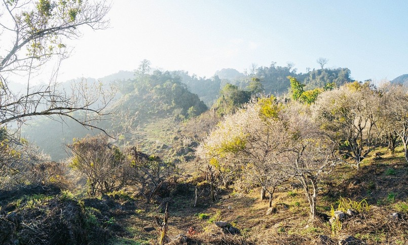 Hoa mơ bung nở trắng Mộc Châu. Ảnh Quang Kiên