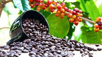 Giá nông sản ngày 8/1: Hồ tiêu cao nhất 83.000 đồng/kg, cà phê tiếp tục tăng giá