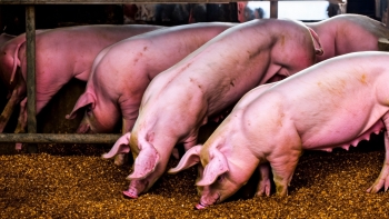 Giá heo hơi hôm nay 8/1/2024: Đi ngang trên cả 3 miền