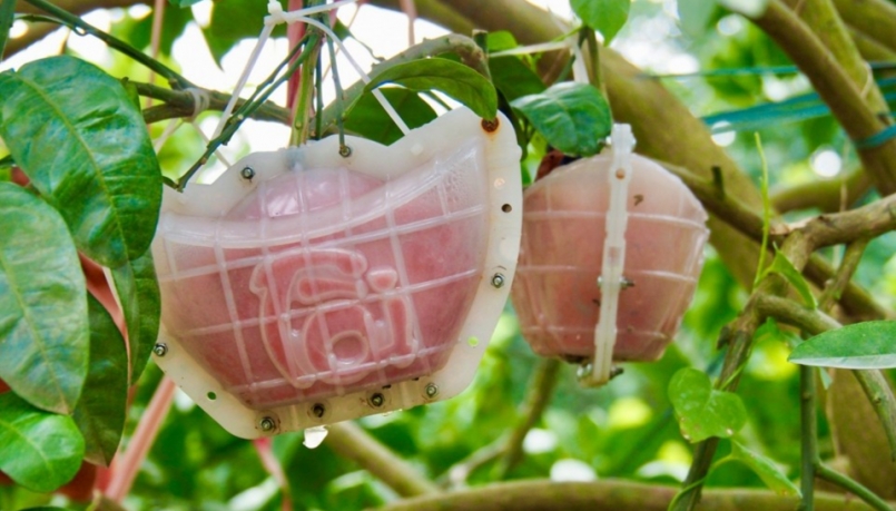 Bưởi đỏ Đông Cao với tạo hình chữ tài - lộc đắt hàng dịp Tết. Bưởi đỏ Đông Cao với tạo hình chữ tài - lộc đắt hàng dịp Tết.