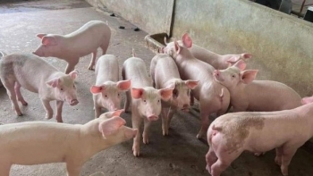 Giá heo hơi hôm nay ngày 9/1/2024: Tăng trên diện rộng, cao nhất 2.000 đồng/kg