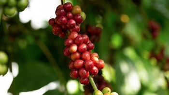 Giá nông sản ngày 9/1: Cà phê duy trì đà tăng, giá tiêu ổn định