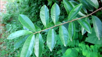 Cây mỏ quạ - Đặc điểm, tác dụng và cách dùng