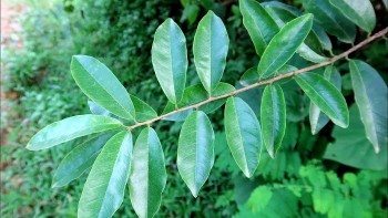 Cây mỏ quạ - Đặc điểm, tác dụng và cách dùng