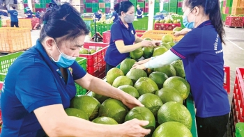 Rau quả Việt tất bật khai mở thị trường mới
