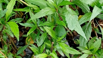 Mần tưới - Bài thuốc Nam dân gian hiệu quả