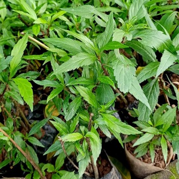 Mần tưới - Bài thuốc Nam dân gian hiệu quả