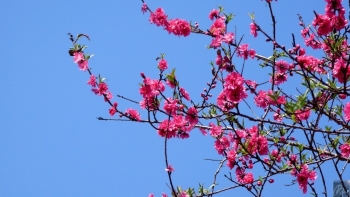 Lạng Sơn chuẩn bị tổ chức Lễ hội Hoa Đào năm 2024