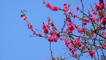 Lạng Sơn chuẩn bị tổ chức Lễ hội Hoa Đào năm 2024