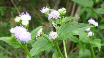 Cây Hy thiêm – Cây cỏ mọc hoang và là vị thuốc tốt