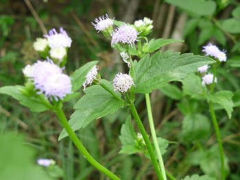 Cây Hy thiêm – Cây cỏ mọc hoang và là vị thuốc tốt