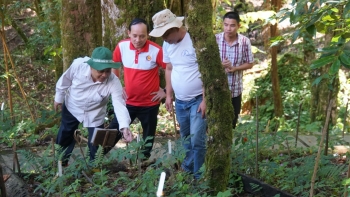 Cởi “nút thắt” cho phát triển dược liệu tại Quảng Nam