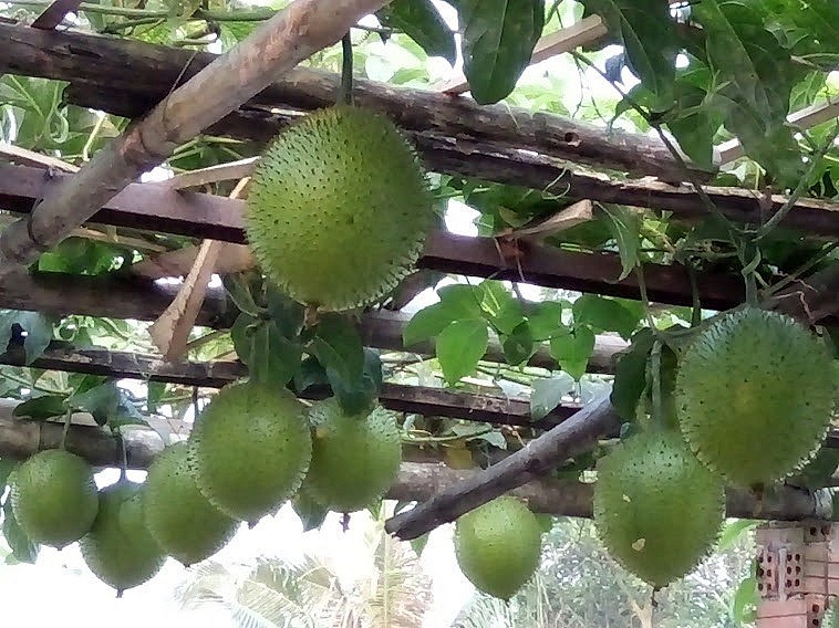 Gấc là một trong những loại cây dược liệu được Quảng Nam ưu tiên phát triển. Ảnh: C.N