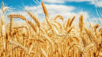 Giá nguyên liệu nông sản thế giới nhảy vọt, đâu là nguyên nhân?