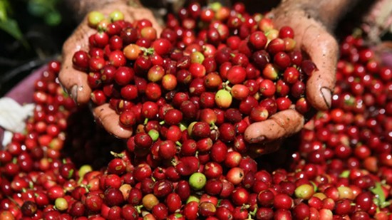Xuất khẩu cà phê của Việt Nam năm 2023 đạt 4,24 tỷ USD