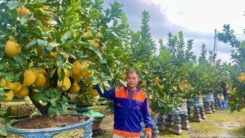Văn Giang (Hưng Yên): Quất, bưởi Liên Nghĩa tươi tốt, “theo chân” khách đón Xuân sang