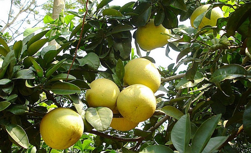 Cơ hội phát triển mới cho bưởi đường La Tinh. Cơ hội phát triển mới cho bưởi đường La Tinh.