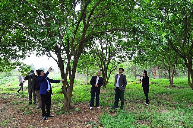 Vườn bưởi La Tinh, nhà ông Giàng. Vườn bưởi La Tinh, nhà ông Giàng.