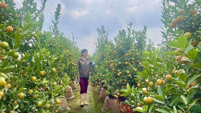 Văn Giang (Hưng Yên): Quất, bưởi Liên Nghĩa tươi tốt, “theo chân” khách đón Xuân sang