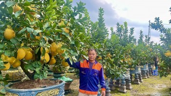 Văn Giang (Hưng Yên): Quất, bưởi Liên Nghĩa tươi tốt, “theo chân” khách đón Xuân sang