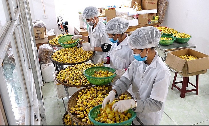 Trà hoa vàng sấy khô. 