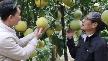 Hà Nội linh hoạt giải "bài toán" đầu ra cho bưởi