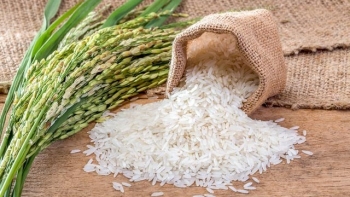 Giá lúa gạo hôm nay ngày 12/1: Giá gạo giảm, giá lúa vẫn neo cao