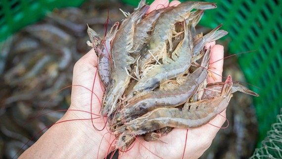 Xuất khẩu tôm của Ecuador thâm hụt 1,5 tỷ USD năm 2023