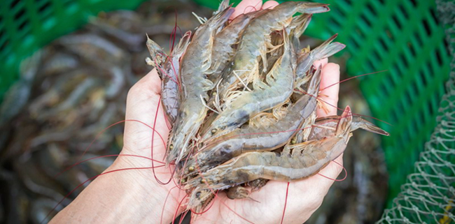 Xuất khẩu tôm của Ecuador thâm hụt 1,5 tỷ USD năm 2023