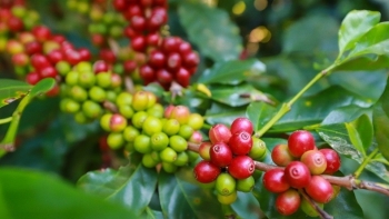 Giá nông sản hôm nay 13/1: Cà phê quay đầu giảm nhẹ, hồ tiêu đảo chiều tăng nhẹ