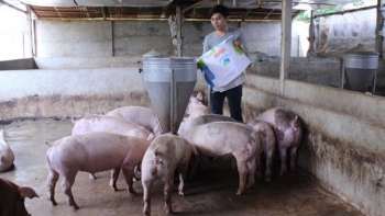 Giá heo hơi hôm nay 13/1: Tăng nhẹ ở một vài nơi