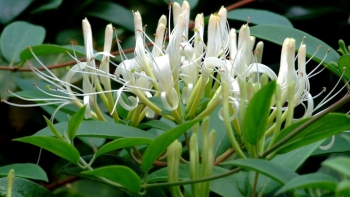 Xuyên tâm liên - Thảo dược giải độc, thanh nhiệt