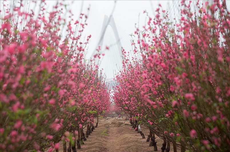 Vườn đào tại phường Phú Thượng, Nhật Tân (Tây Hồ, Hà Nội). Vườn đào tại phường Phú Thượng, Nhật Tân (Tây Hồ, Hà Nội).