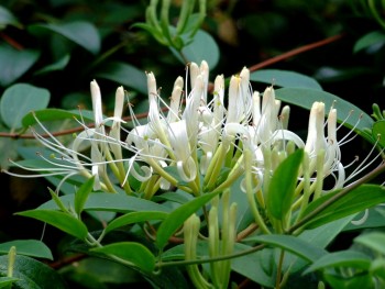 Xuyên tâm liên - Thảo dược giải độc, thanh nhiệt