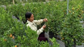 "Độc nhất vô nhị" quất hình hồ lô "cháy hàng" dịp Tết Nguyên đán 2024